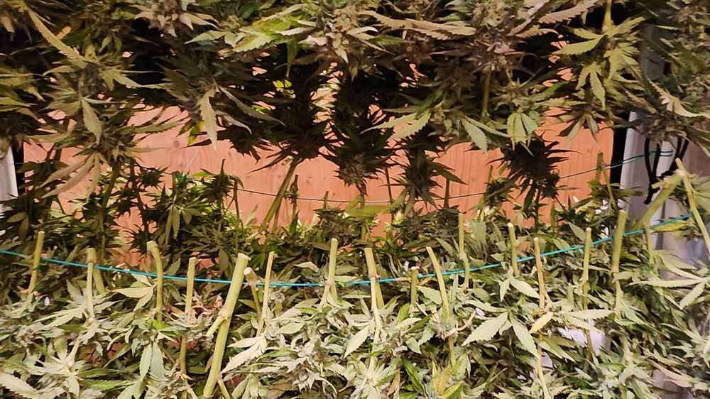 Canna Dry Tent | Hang dry your buds in this herb drying tent.