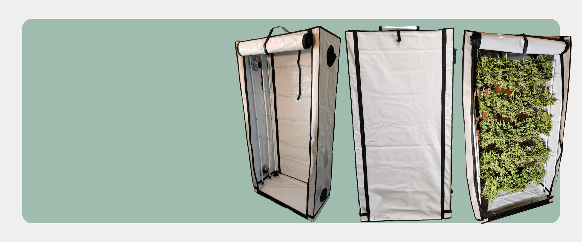 Three views of a white and black grow tent: empty, closed, and with plants inside.